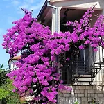 Rosa * Rovigno