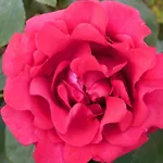 Lägenhet Rosa *