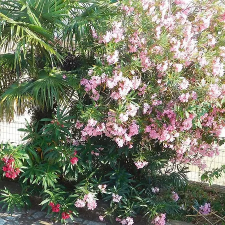 Rosa
