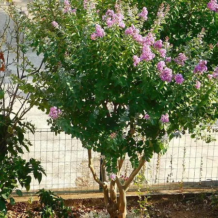Rosa - Free Parking