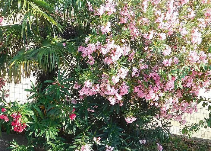罗莎公寓别墅