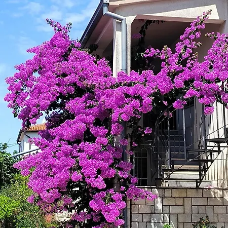 Rosa * Rovigno