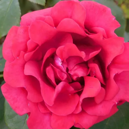 Appartamento Rosa *
